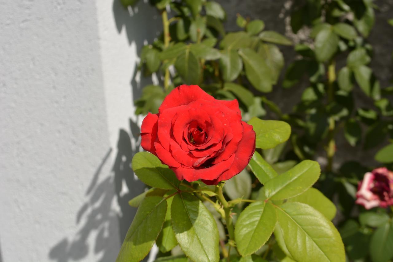 Rose Garden Hotel Shkoder Bagian luar foto